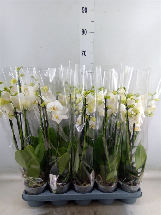 <h4>Phalaenopsis   ...white</h4>