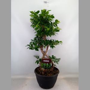Ficus microcarpa 'Ginseng'