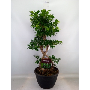 Ficus microcarpa 'Ginseng'