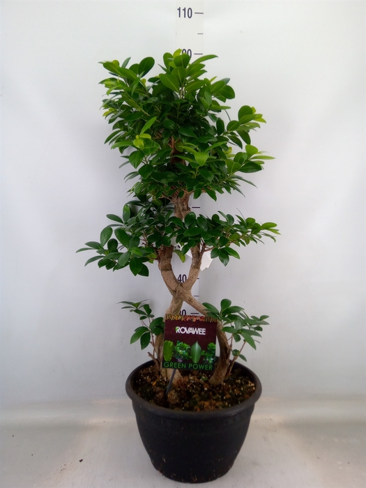 <h4>Ficus microcarpa 'Ginseng'</h4>