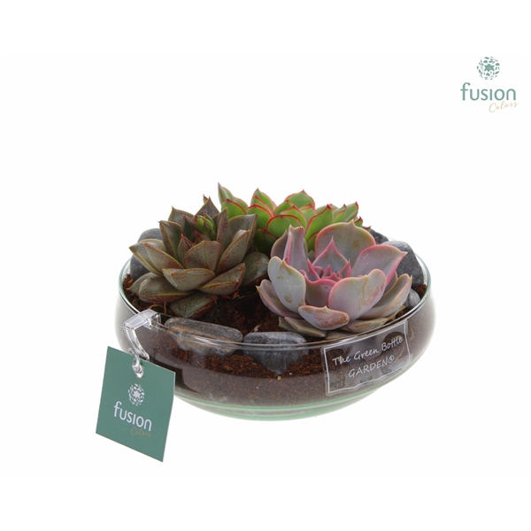 <h4>Green Bottle Iris Small met Echeveria</h4>