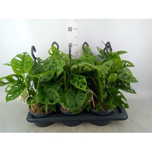 Monstera obliqua 'Leichtlinii'