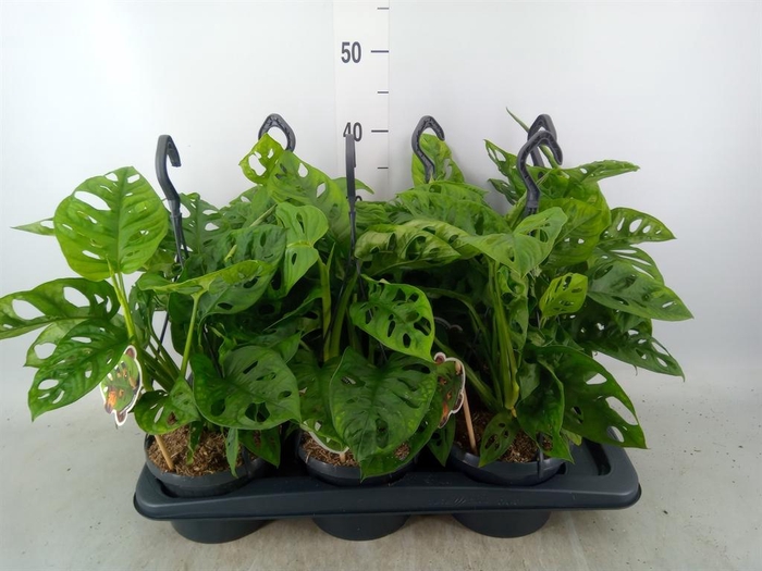 Monstera obliqua 'Leichtlinii'