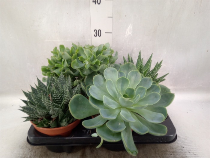 <h4>Succulents   ...mix 4</h4>