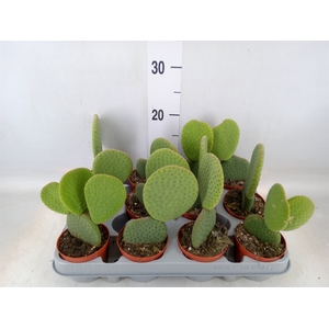 Opuntia microdasys