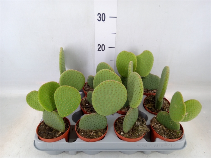 <h4>Opuntia microdasys</h4>