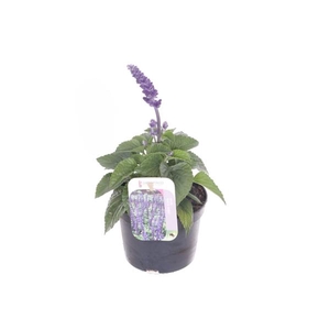Salvia Mystic Spires Blue