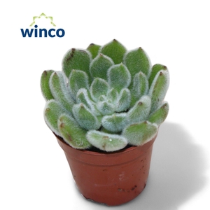 Echeveria Green Velvet