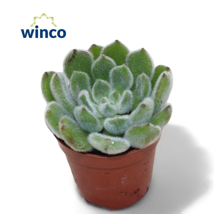 <h4>Echeveria Green Velvet</h4>