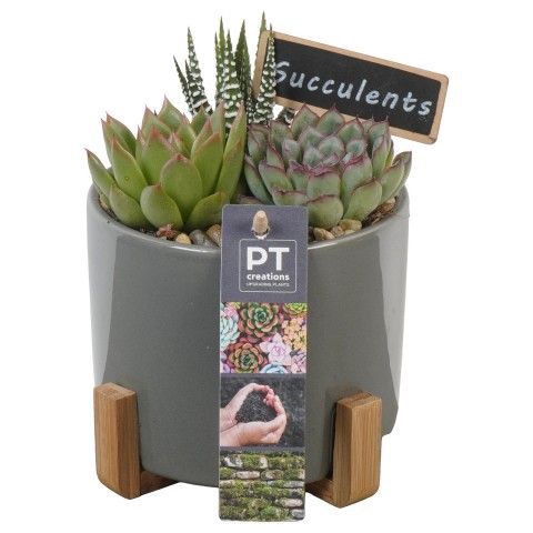 <h4>Opm Pt PTSU8467 Succ Keramiek Pot + Houten Voet</h4>