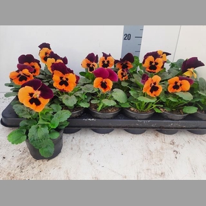 VIO WI EVO ORAN BLOT