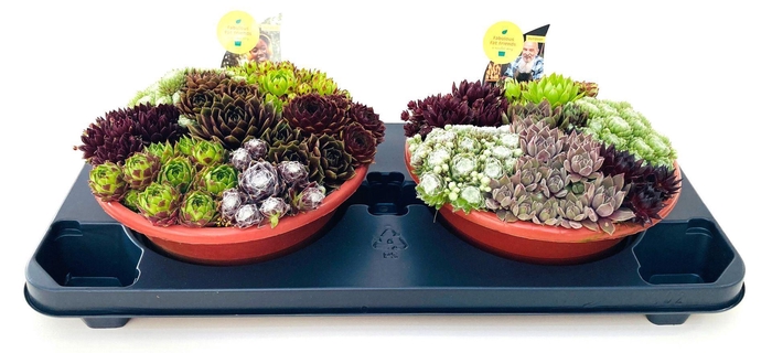 <h4>Sempervivum Mix</h4>