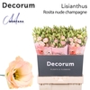 Lisianthus Rosita nude champagne 70cm