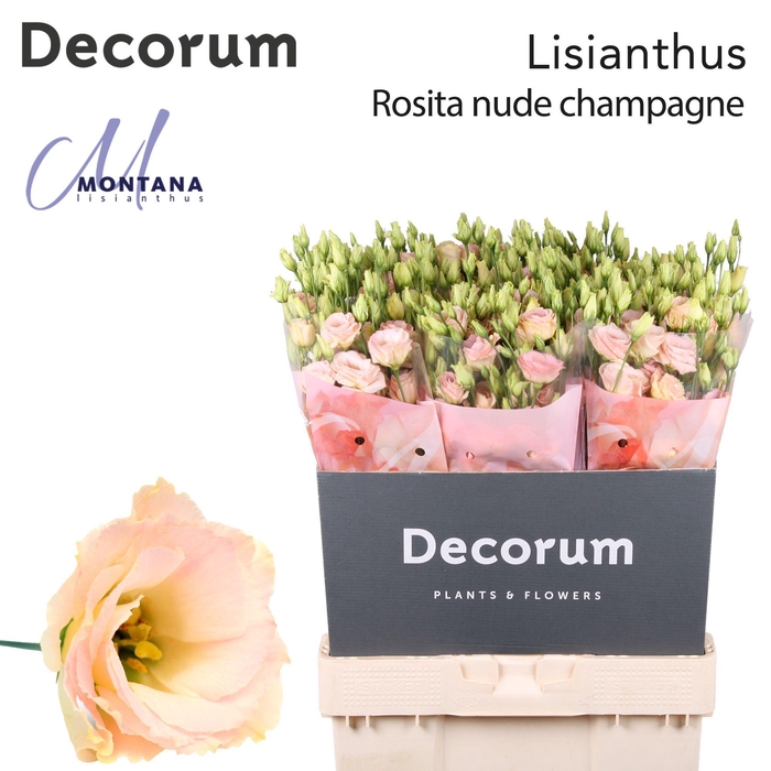 Lisianthus Rosita nude champagne 70cm