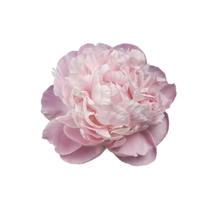 Paeonia Nick Shaylor
