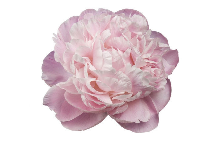<h4>Paeonia Nick Shaylor</h4>