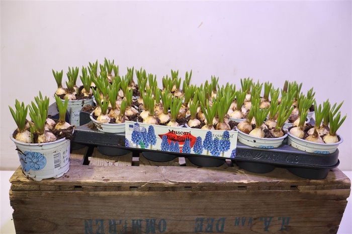 <h4>arr8 Muscar Big Smile</h4>