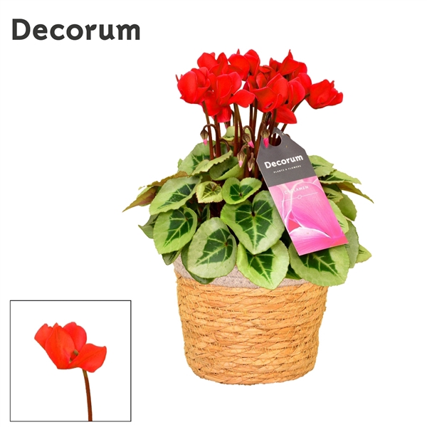 <h4>Cyclamen SS Picasso Rood in S. Basket</h4>