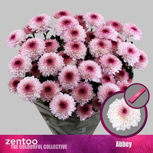 CHRYSANTHEMUM TR 'ABBEY'