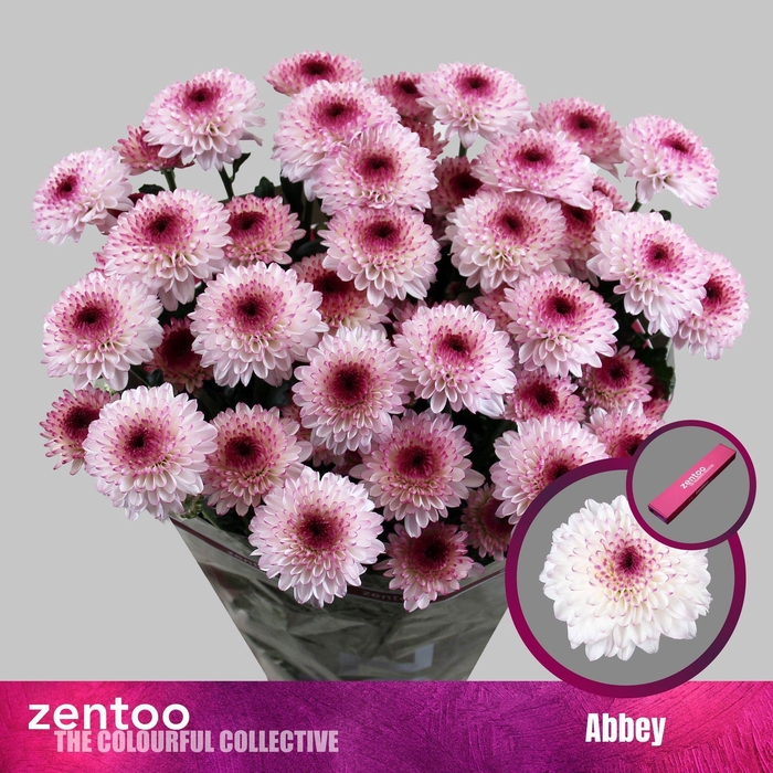 <h4>CHRYSANTHEMUM TR 'ABBEY'</h4>