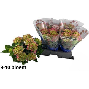 ** Hydr M Hi Ocean 9-10 * Spring Deal *