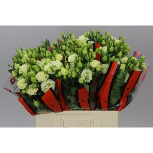 Eust Du Rosita Yellow 65cm