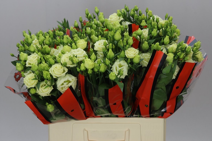 <h4>Eust Du Rosita Yellow 65cm</h4>