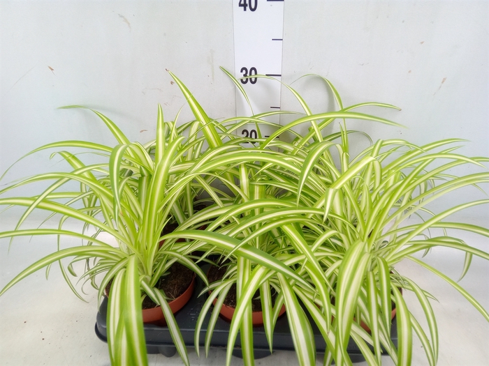 <h4>Chlorophytum com. 'Variegatum'</h4>