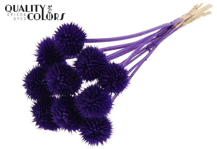 <h4>Droogbloemen   ...bewerkt H%</h4>