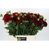 Dahlia Cognac Brandy