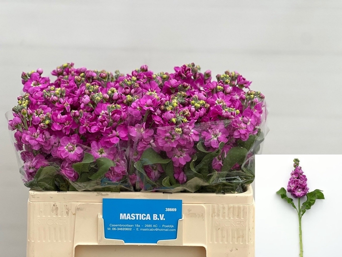 <h4>MATTH AIDA DEEP ROSE</h4>