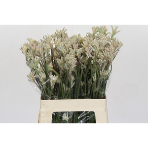 Anigozanthos Bush Diamond