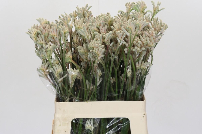 <h4>Anigozanthos Bush Diamond</h4>