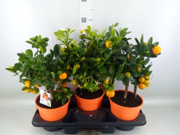 <h4>Citrus   ...</h4>