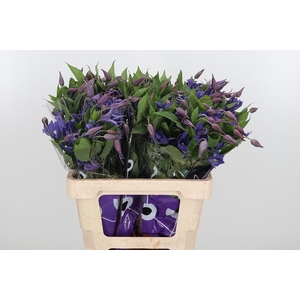 Clem Di Bl Pirouette