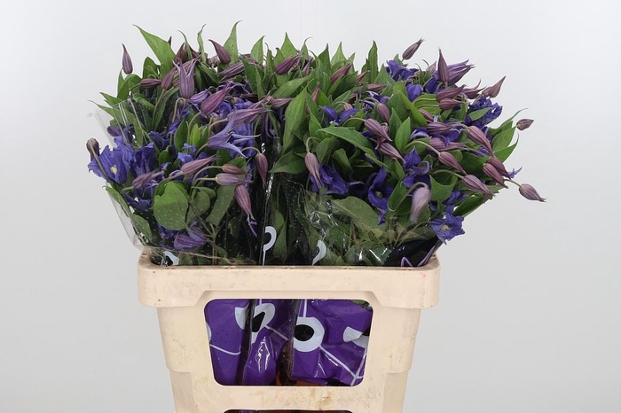 <h4>Clem Di Bl Pirouette</h4>