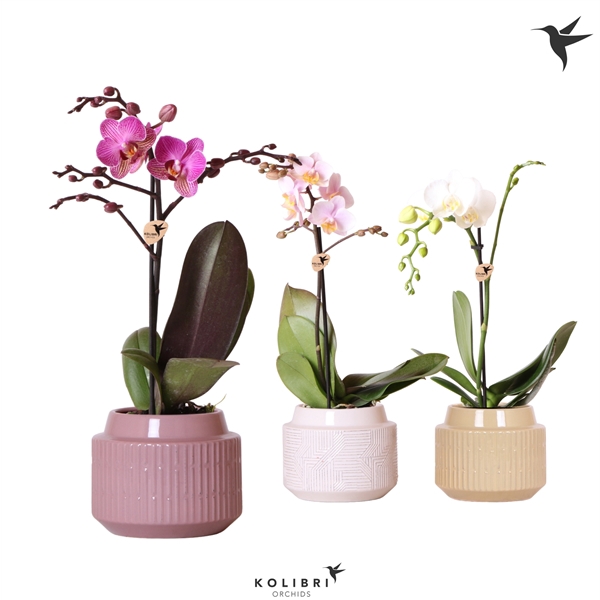 <h4>Kolibri Orchids Phalaenopsis Mix 1 spike in Maze pot mix</h4>