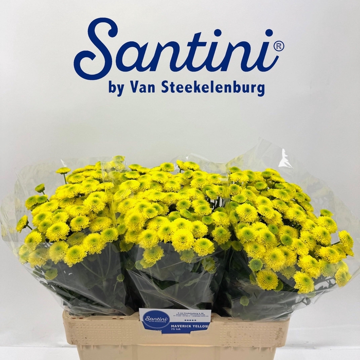 <h4>CHR S MAVERICK YELLO</h4>