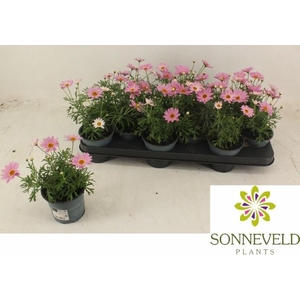 ARG CYMB LIGHT PINK