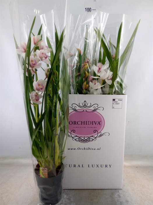 <h4>Cymbidium   ...mix</h4>