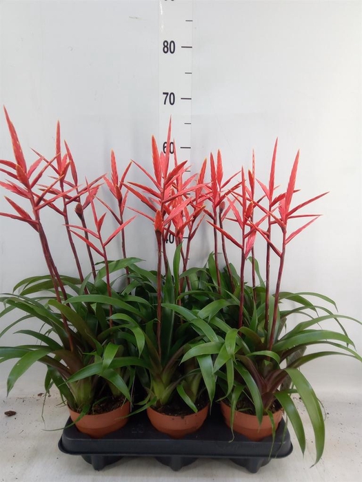 <h4>Vriesea  'Elan'</h4>