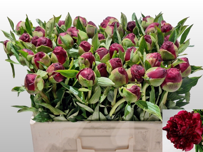 <h4>PAEO CHRISTM VELVET</h4>