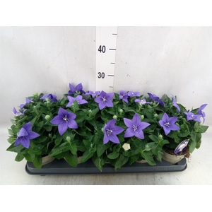 Platycodon grand. 'Astra Blue'