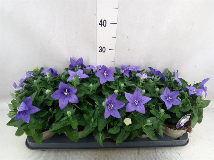 Platycodon grand. 'Astra Blue'