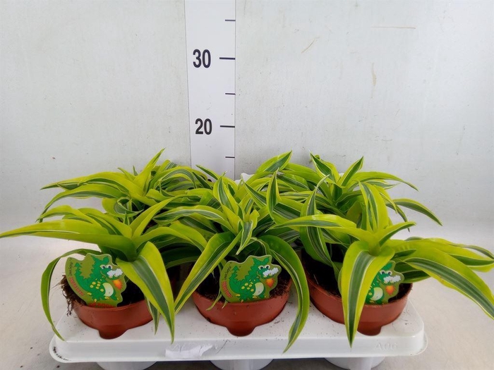 <h4>Dracaena frag. 'Lemon Surprise'</h4>