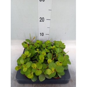 Peperomia tetraphylla 'Hope'