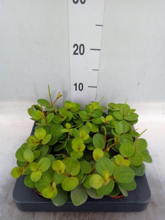 <h4>Peperomia tetraphylla 'Hope'</h4>