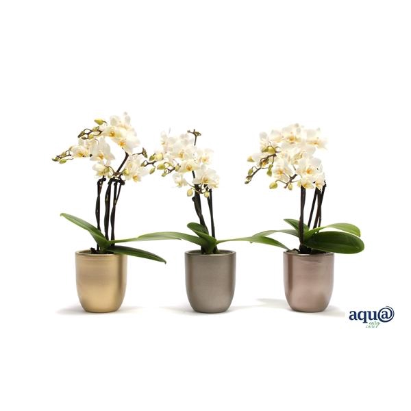 <h4>Hugo Luxury Mix Tiny Dolls Wit 3T18+ Aqu@</h4>