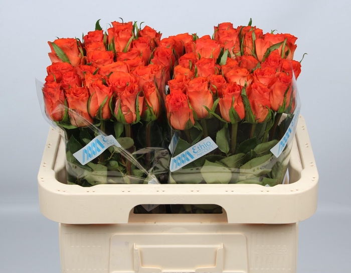 <h4>R GR GARFIELD+</h4>