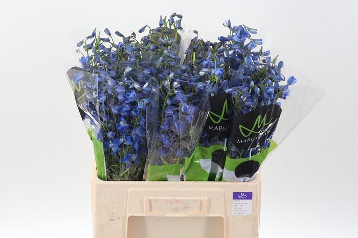 <h4>Delph En Donna</h4>